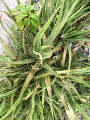 A single green plant emerges in a pot within a greenhouse under warm streaming sunlight, symbolizing new beginnings, hope, growth, and nurturing natural life.