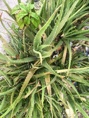 A single green plant emerges in a pot within a greenhouse under warm streaming sunlight, symbolizing new beginnings, hope, growth, and nurturing natural life.