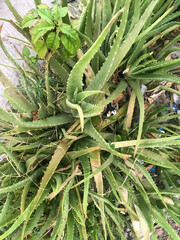 A single green plant emerges in a pot within a greenhouse under warm streaming sunlight, symbolizing new beginnings, hope, growth, and nurturing natural life.