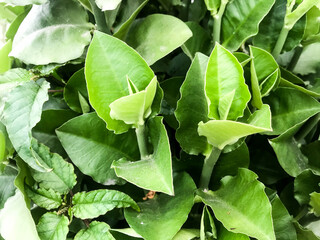 A single green plant emerges in a pot within a greenhouse under warm streaming sunlight, symbolizing new beginnings, hope, growth, and nurturing natural life.
