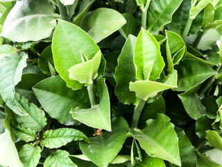 A single green plant emerges in a pot within a greenhouse under warm streaming sunlight, symbolizing new beginnings, hope, growth, and nurturing natural life.