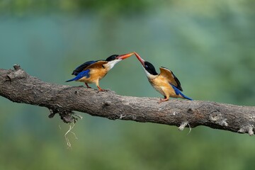 kingfisher on branch
