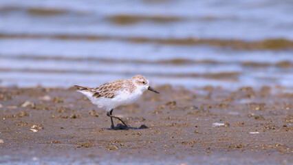 seagull on the beach