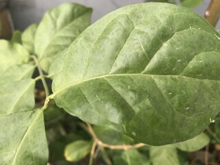 A single green plant emerges in a pot within a greenhouse under warm streaming sunlight, symbolizing new beginnings, hope, growth, and nurturing natural life.