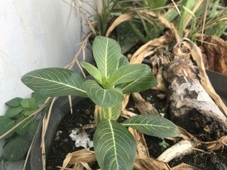 A single green plant emerges in a pot within a greenhouse under warm streaming sunlight, symbolizing new beginnings, hope, growth, and nurturing natural life.