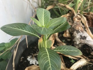 A single green plant emerges in a pot within a greenhouse under warm streaming sunlight, symbolizing new beginnings, hope, growth, and nurturing natural life.