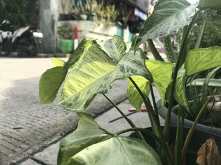 A single green plant emerges in a pot within a greenhouse under warm streaming sunlight, symbolizing new beginnings, hope, growth, and nurturing natural life.