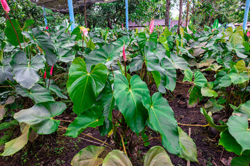 Anthurium Andraeanum with pink and red buds, also known as flamingo flower, tailflower, or red anthurium, has large dark green leaves and red, heart-shaped flowers.