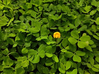 yellow flower