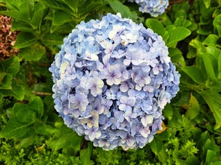 blue hydrangea flowers