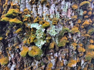 lichen on stone