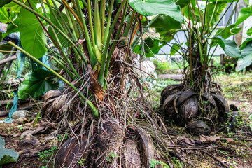 The stem of Anthurium Andraeanum with many roots emerging from the stem, also known as flamingo flower, tailflower, or red anthurium, has large dark green leaves.