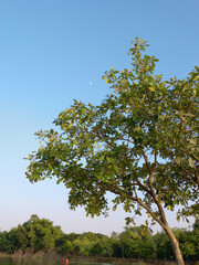 leaves and trees in the park