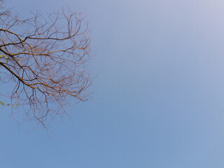 Dried tree trunks in the park