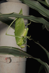 Katydid leaf-like insect hanging from a leaf at night, Kwa-Zulu-Natal, South Africa