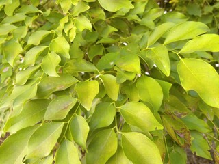 leaves and trees in the park