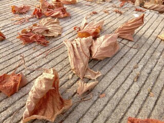 dry leaves on cement floor