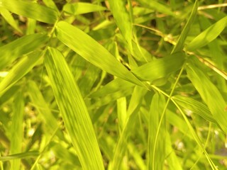 leaves and trees in the park