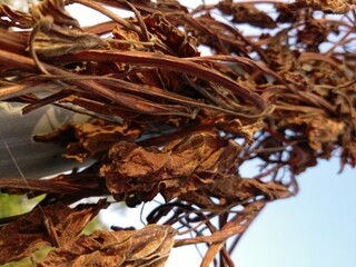 Obraz premium Leaves turning from a lamp post