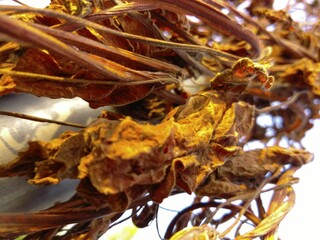 Leaves turning from a lamp post