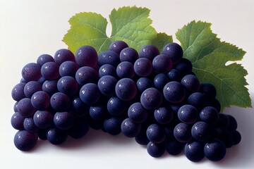 Fototapeta premium Illustration of a bunch of grapes in rich purple hues, against a white background for simplicity