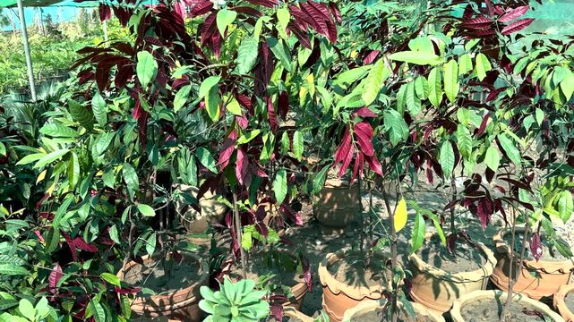 Chinese Croton blindness tree, buta buta or jungle fire plants in large clay pots in plant nursery