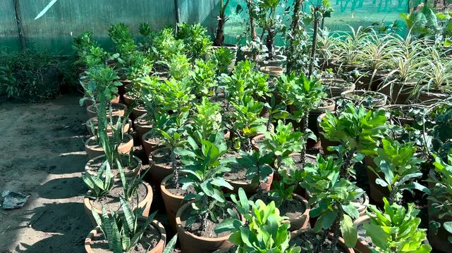 Euphorbia milii ornamental plants in large clay pots