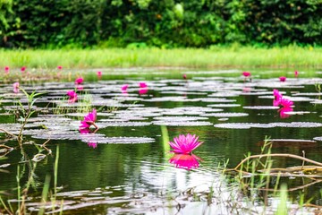 The pink lotus flower, also known as the Water lily or Nymphaea lotus, is an aquatic plant in the...