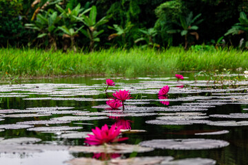 The pink lotus flower, also known as the Water lily or Nymphaea lotus, is an aquatic plant in the...