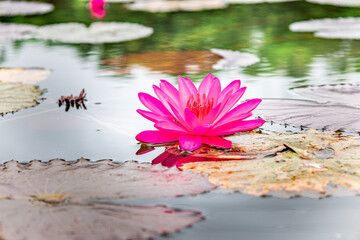 The pink lotus flower, also known as the Water lily or Nymphaea lotus, is an aquatic plant in the...