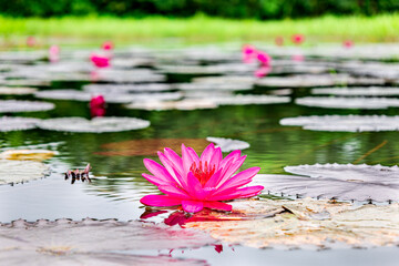 The pink lotus flower, also known as the Water lily or Nymphaea lotus, is an aquatic plant in the...