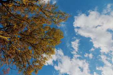 A vibrant canopy of leaves stands out against a bright blue sky filled with fluffy white clouds, showcasing the beauty of early autumn on a sunny day.