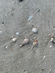 shells on the beach
