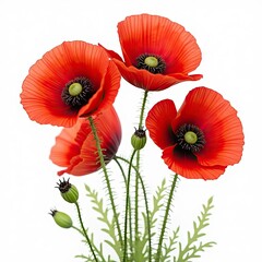 Obraz premium Realistic PNG Poppy Flower with Transparent Background