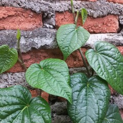 Brick wall and cement background in esthetic orange and gray colors covering with betel leaf |...