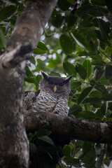 Spot bellied eagle owl shot on the forest of nilgiris hills in south india