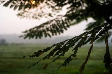 Tranquil Morning Through Leafy Veil