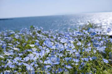 海を背景に丘一面に咲くネモフィラ
