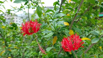 red and yellow flowers