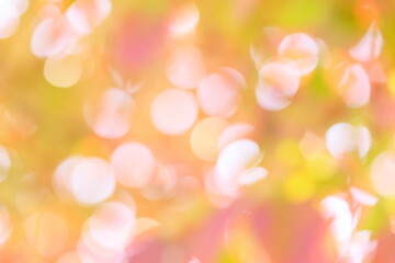 Obraz premium ハナミズキの紅葉のアウトフォーカス