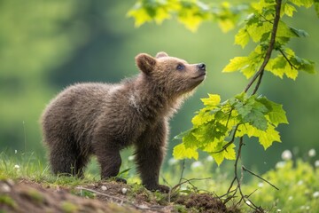 Fototapeta premium A bear cub curiously examines the leaves on a tree in a vibrant forest filled with greenery.