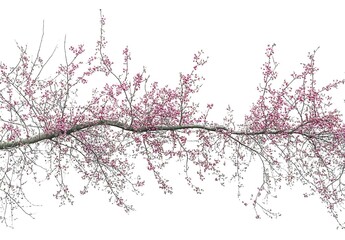 Pink Blossoms on a Tree in a Serene Garden Setting