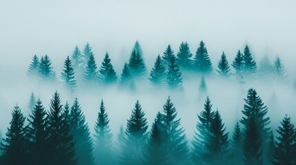 Fototapeta premium Misty Forest, Teal Trees