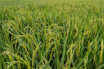 Paddy in the ricefield