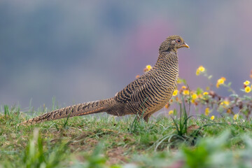 pheasant in the grass