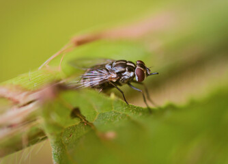 Flying fly (macro) on top of a green branch. Macro photo of Fly insect. Macro photo of fly perched on a branch. Close up photo of creature in high detail. Macro photo of fly insect. 