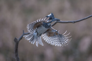 dragonfly on a branch