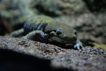 a close-up of a large, dark-colored salamander. It has a broad head with prominent eyes and a wide mouth. The salamander is resting on a rocky surface, with its body partially hidden in the shadows.