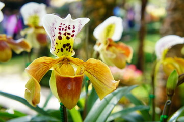 a close-up of a beautiful orchid flower. The flower has a unique shape with a pouch-like lip and a...