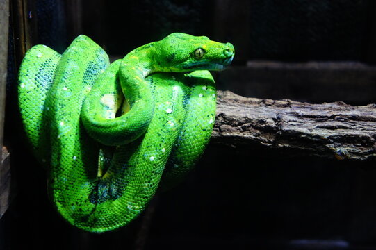 a vibrant Green Tree Python coiled around a tree branch.
